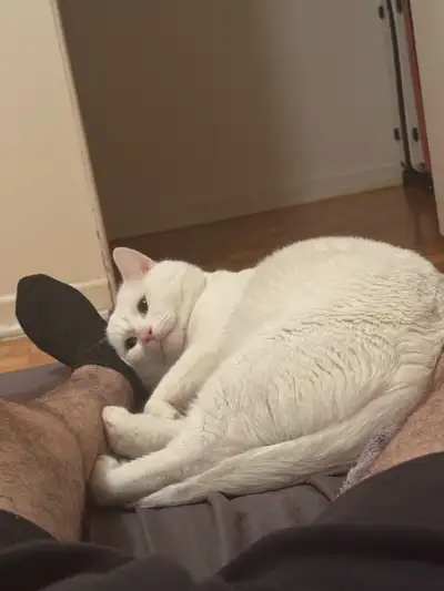 cat for sale, View more