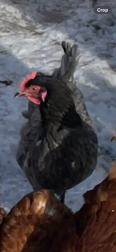 Laying Hens , View more