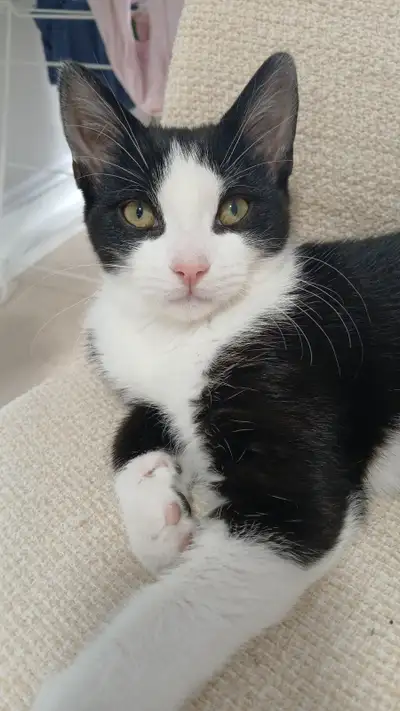Cute Kitten for sale, View more
