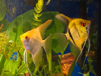 Angelfish 