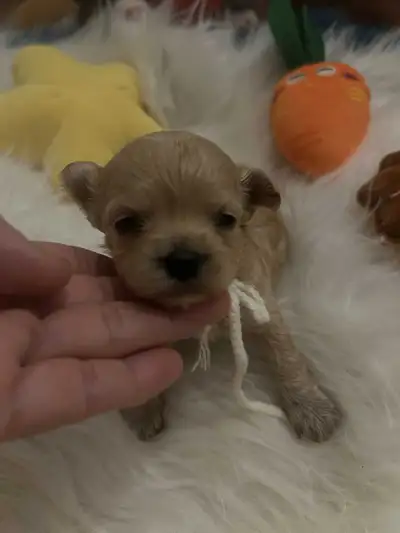 so beautiful toy maltipoo puppies (poodle /Maltese), View more