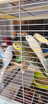 Baby Budgies for sale