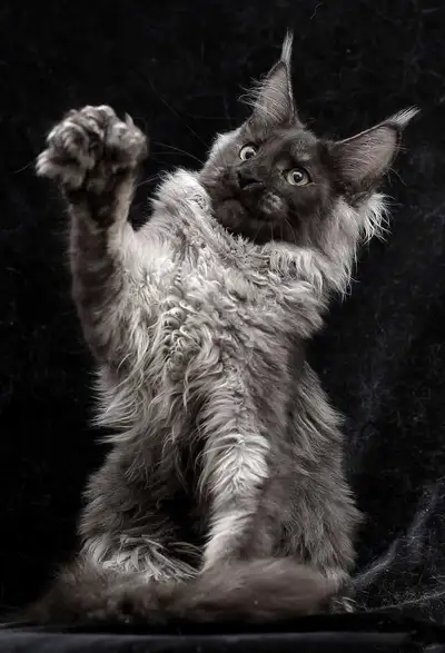 BAGIRA- POLY6666 BLACK SMOKE MAINE COON female (WCF), View more