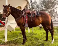 Quarter Horse with tons of potential 