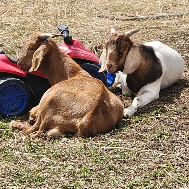  20 Purebred Boer Bucklings – 4 Months Old – $350 Each in Livestock in Oshawa / Durham Region - Image 8