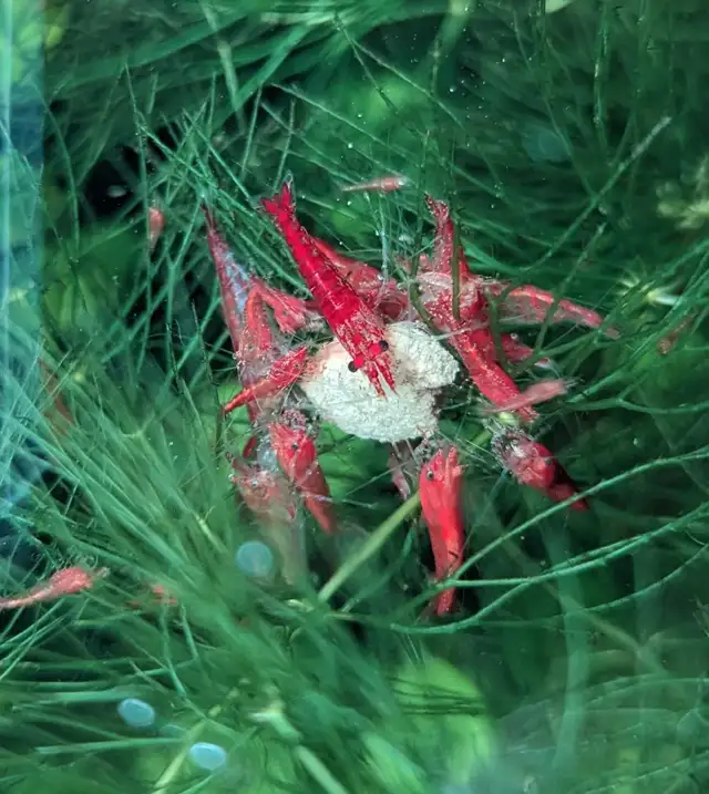 Red Cherry Shrimp (neocaridina) in Fish for Rehoming in Markham / York Region - Image 5