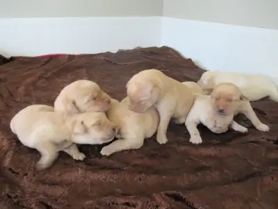 CKC Registered, yellow, purebred,  Labrador Retriever Puppies, View more