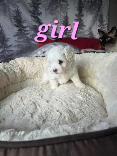 One female Maltese Shih Tzu puppy for sale, View more