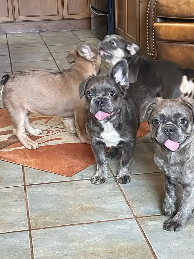 Fluffy French Bulldog Puppies CKC READY NOW!!! in Dogs & Puppies for Rehoming in Strathcona County - Image 8