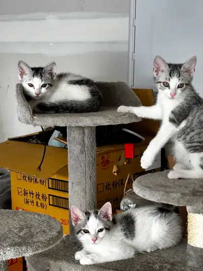 Beautiful tabby kittens, View more
