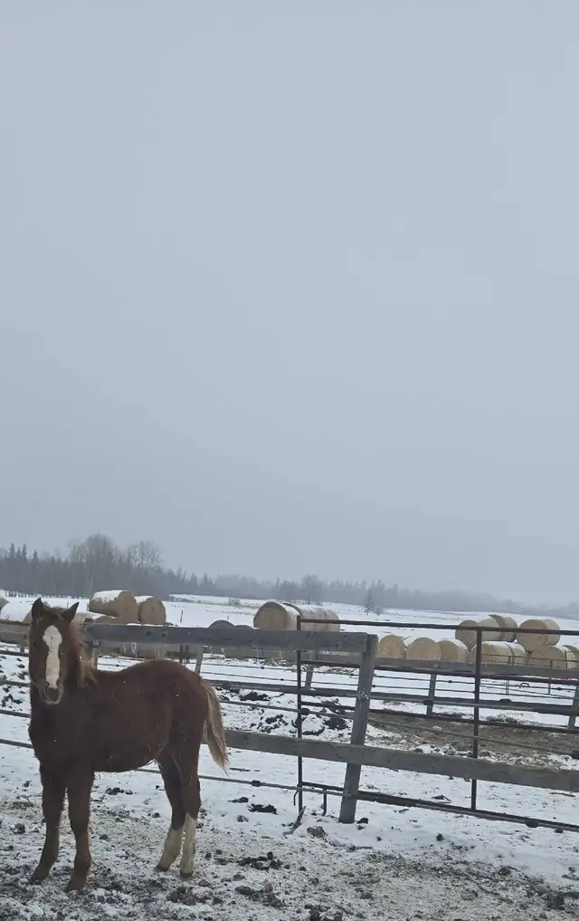 Aqha colt barrel prospect in Horses & Ponies for Rehoming in Red Deer - Image 6