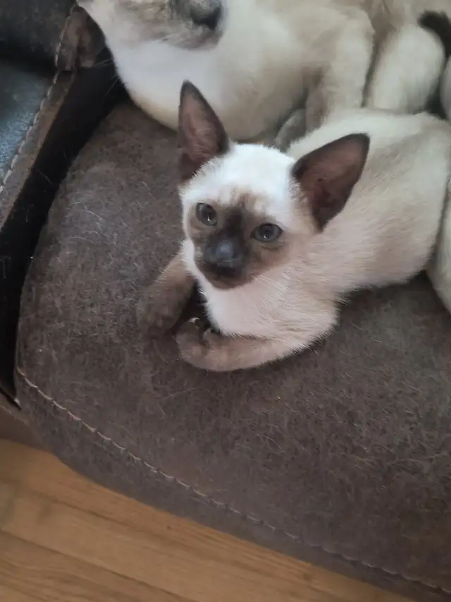 Chatons siamois in Cats & Kittens for Rehoming in Laurentides - Image 6