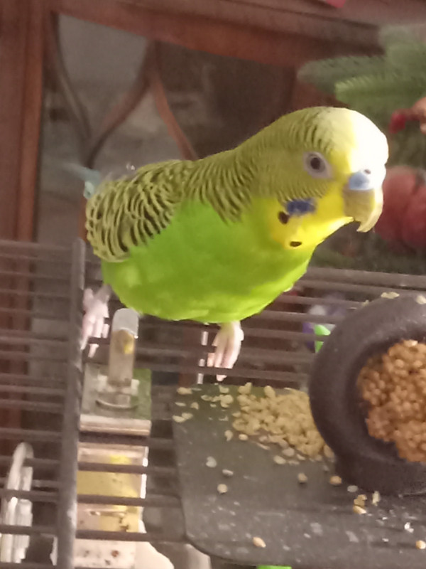 Sage budgie in Birds for Rehoming in Abbotsford - Image 2