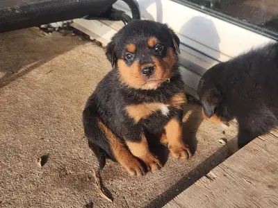 Purebred Rottweiler Puppies: $1000, View more