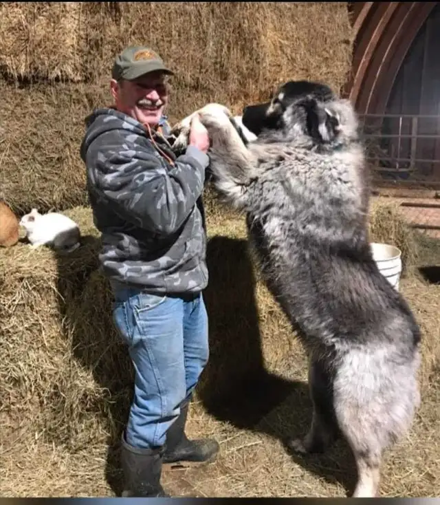 **Caucasian Shepherd Puppies** 100% Purebred in Dogs & Puppies for Rehoming in Winnipeg - Image 11