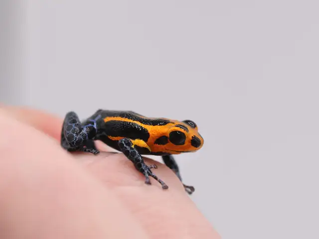 Ranitomeya imitator "Varadero" in Reptiles & Amphibians for Rehoming in North Shore - Image 3