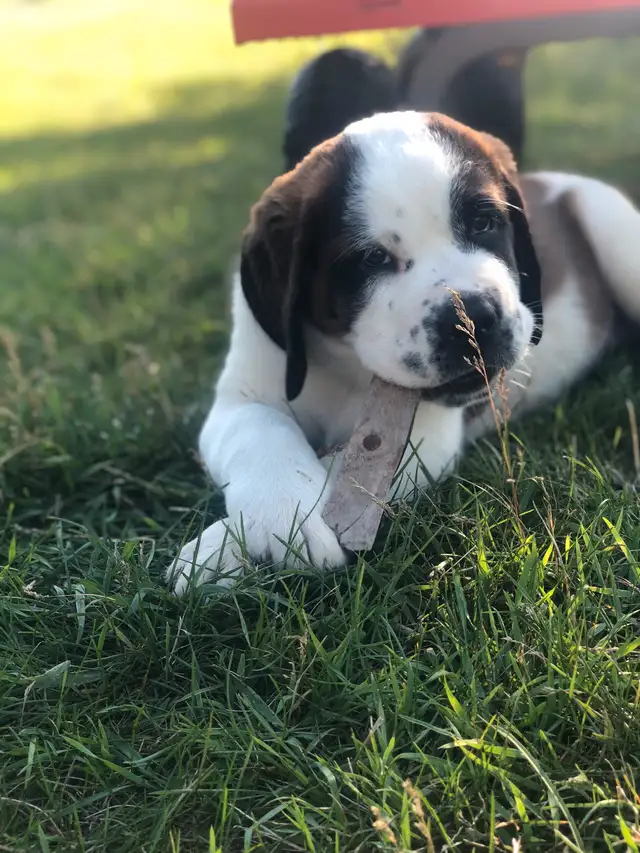 Saint Bernard Puppies- Ready to go in Dogs & Puppies for Rehoming in Edmonton - Image 8