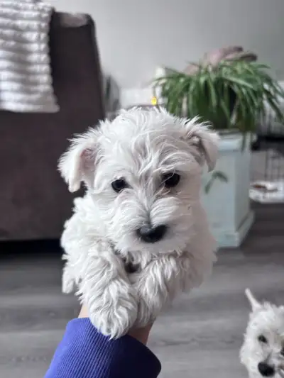 Westipoo, View more