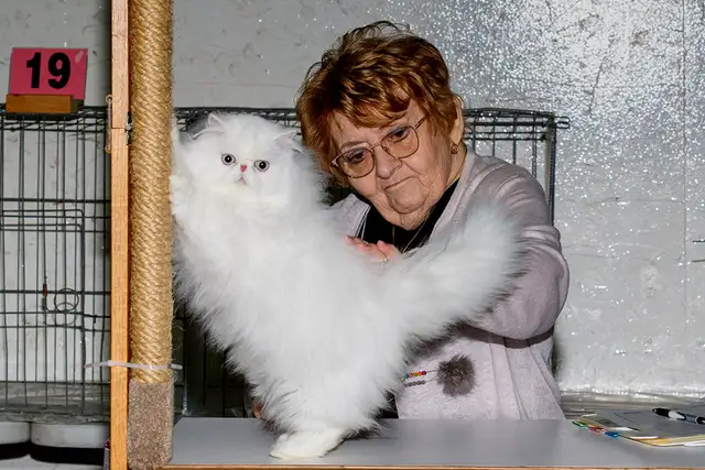 Ottawa Cat Show561546786673807363