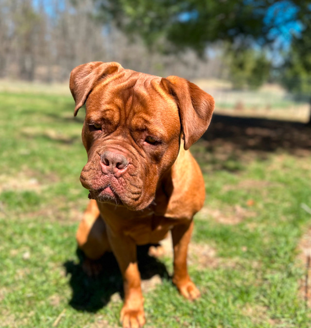 Dogue de Bordeaux in Dogs & Puppies for Rehoming in Kingston - Image 2