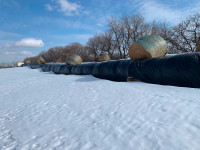 Hay for Sale