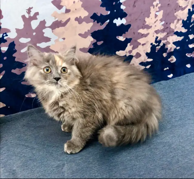 Big Cuddly Maine Coon
