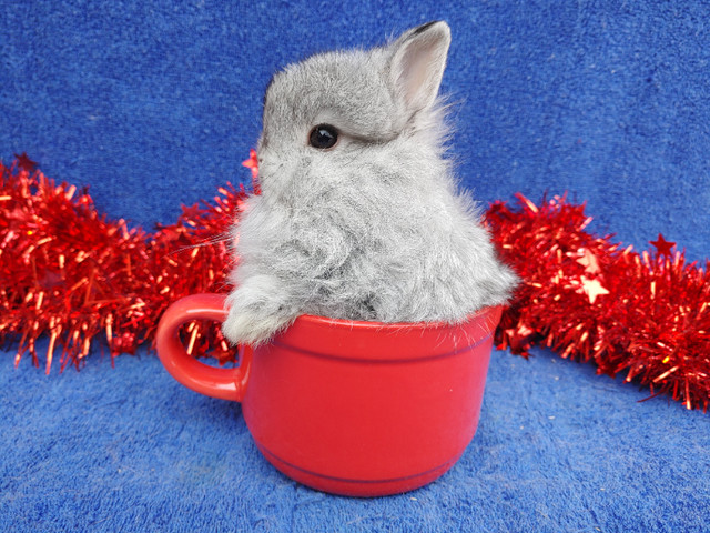 EXTRAORDINARY FUZZY CHINCHILLA NETHERLAND DWARF BUNNY RABBIT in Small Animals for Rehoming in City of Toronto - Image 2