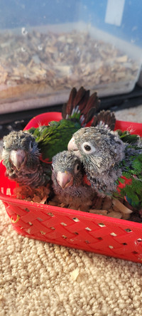 Proven Pair of Pearly Conures for Sale