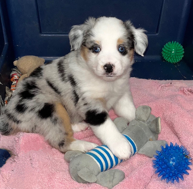 Amazing Mini Aussies in Dogs & Puppies for Rehoming in Mission - Image 3