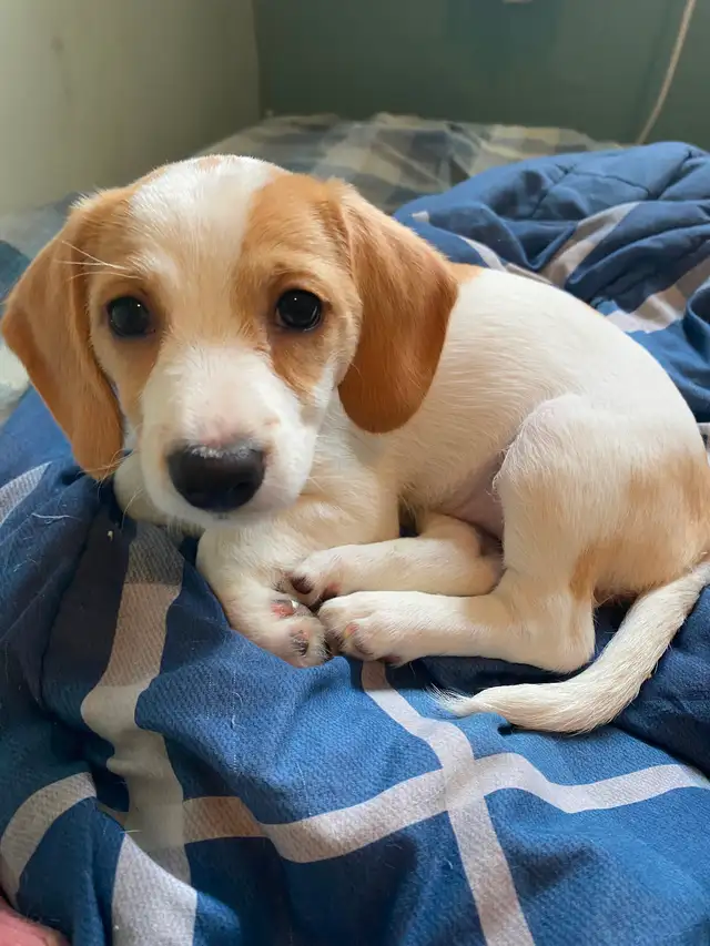 2 female puppies for sale in Dogs & Puppies for Rehoming in City of Toronto - Image 11