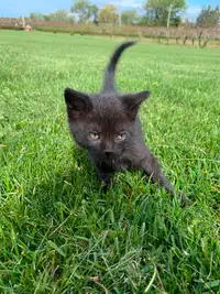 Cute black male kitten - child friendly, litter trained
