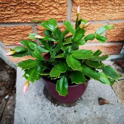 Christmas cactus with 5.5-inch ceramic pot, View more