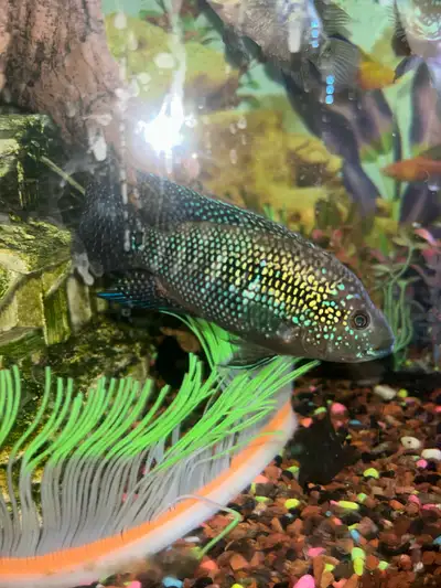 5 beautiful Jack dempseys 1 beautiful female breeding convict cichlid . 60$ or will trade for commun...
