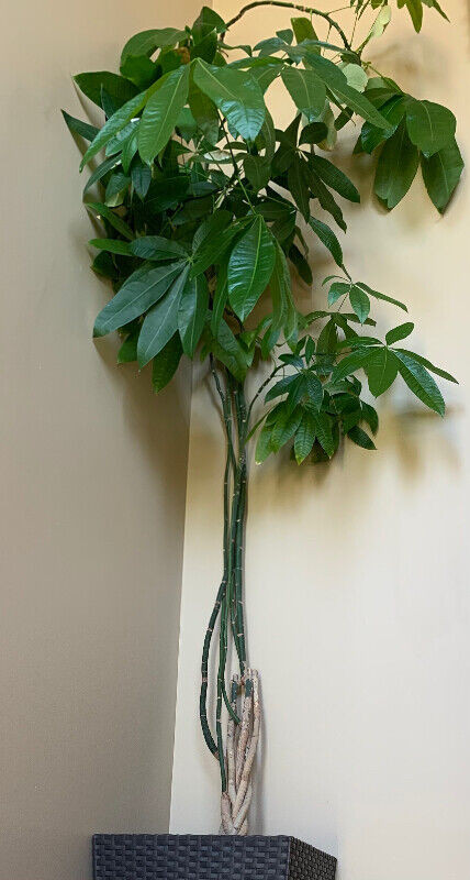 House Plants in Other in Markham / York Region - Image 2