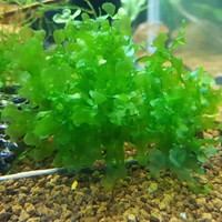Subwassertang ( Aquarium plant / seaweed  / plants for shrimp )