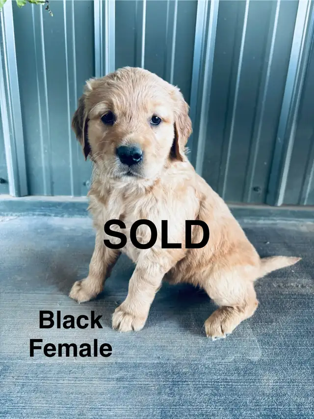 Golden Retriever Puppies (SOLD) in Dogs & Puppies for Rehoming in Edmonton - Image 7