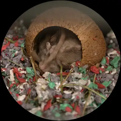 Bonded Male Gerbils for adoption , View more