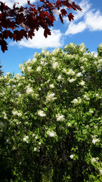 French white flower lilac bushes
