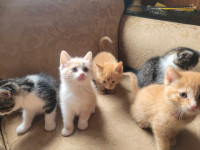 3 Kittens for forever home