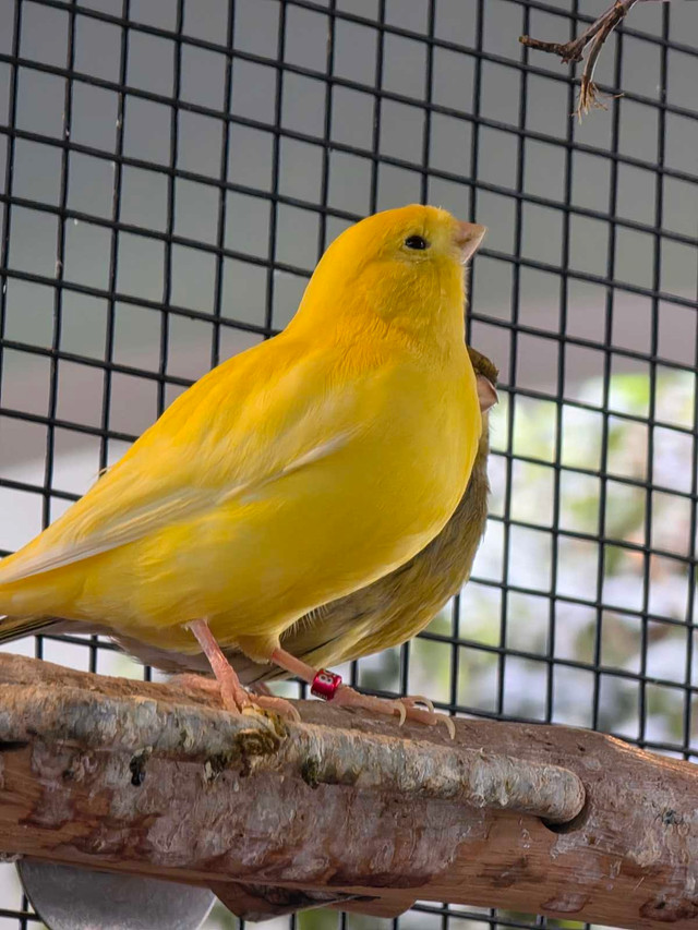 Canaries experts spécialisés en canaries dans Oiseaux à adopter  à Laval/Rive Nord