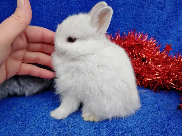 EXTRAORDINARY VIENNA-MARKED HARLEQUIN HOLLAND LOP MALE BUNNY in Small Animals for Rehoming in City of Toronto - Image 6