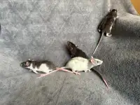 Fancy Baby GIRL Rats!