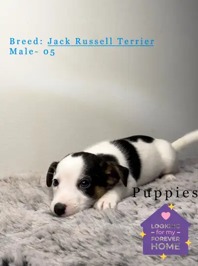 hello everybody got some beautiful Jack Russell puppies looking for their forever home they come wit...