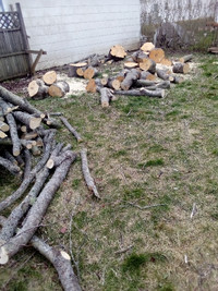 three  large maple trees for firewood