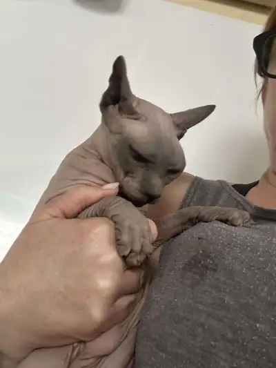 Femelle sphynx de 5 ans stériliser dégriffé 4 pattes ( avant d’arrivée chez moi) j’en ai une qui l’e...