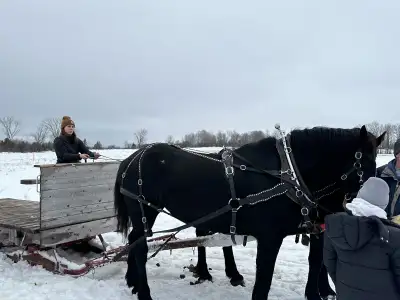 Purebred Team of Percheron mares for sale, View more