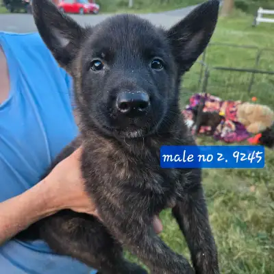 Dutch Shepherd Berger Hollandais Registered, View more