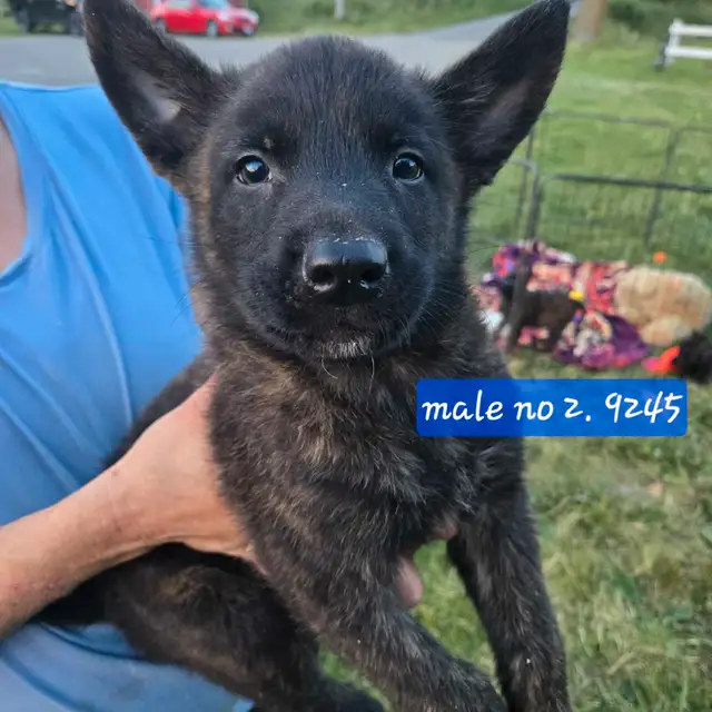 Dutch Shepherd Berger Hollandais Registered in Dogs & Puppies for Rehoming in Laval / North Shore - Image 2