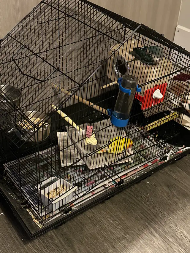 2  hand tamed Breeding lovebirds! Beautiful colours in Birds for Rehoming in Delta/Surrey/Langley - Image 7