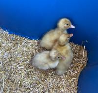 Day old pekin mix Ducklings late April